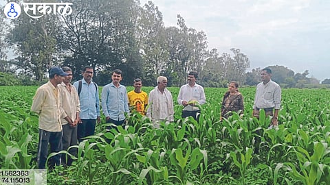 While inspecting the crops, the crop conservator P. C. Kunde, Sub Divisional Agriculture Officer T. V. Kharde, etc.