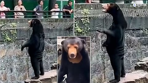 Bears Viral Video