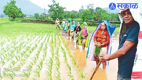 Nashik Rice Sowing