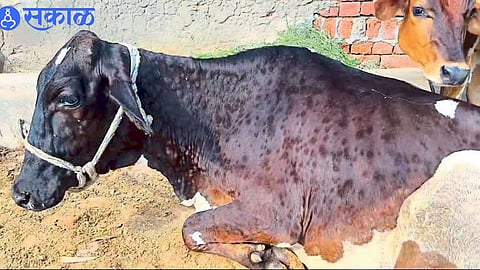ANIMAL