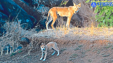 A wolf hybrid cub found in the area at the base of Dhodap Fort and His mother