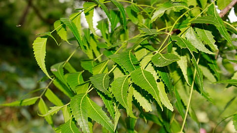 Neem Leaves
