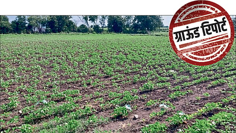 Parli Agriculture