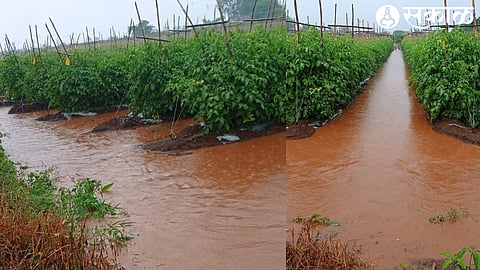 Nashik Monsoon Rain