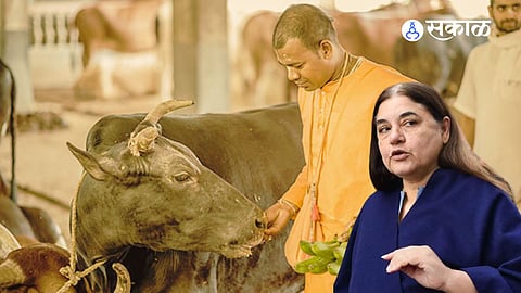 ISKCON meneka gandhi