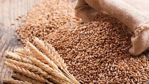 wheat stock