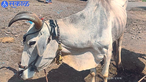 The remaining bull of the pair after the death of the bull.