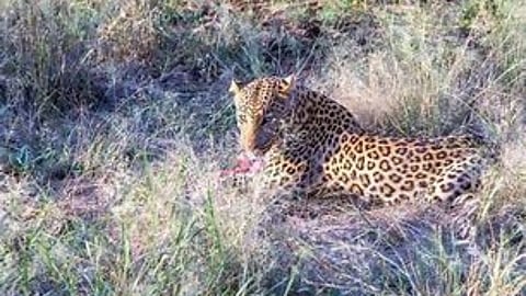 leopard