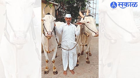 Bulls Pair