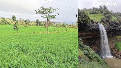 A crop of rice standing by the dola. In the second photo, the river is overflowing due to constant currents in Chinchalekhaire area