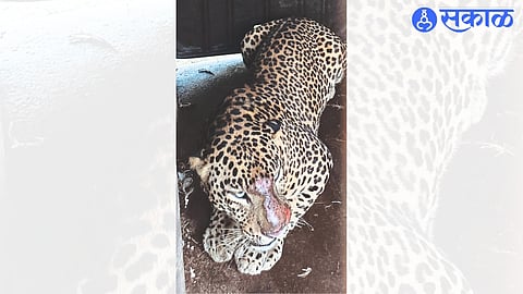 Leopard caged in Gangawadi area