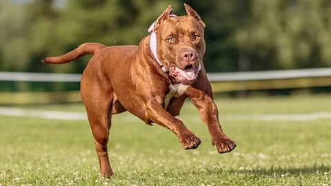 Pitbull Attack