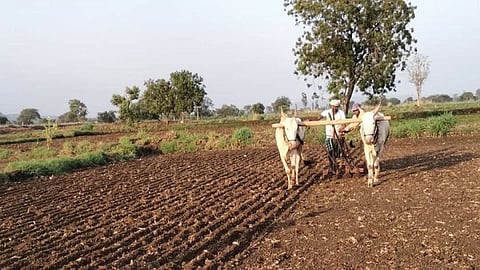 agriculture farmer sowing of two taluks completed average rainfall Swati Nakshatra jowar