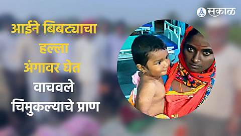 animal attack mother saves her 7 month child from leopard attack forest department pune marathi news