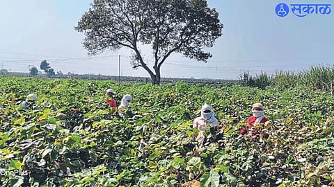 Farm laborers picking cotton in the fields of the area.