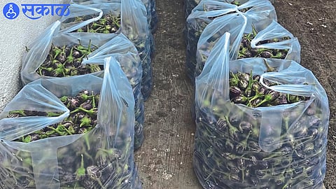Eggplants bloomed in vineyard nashik news