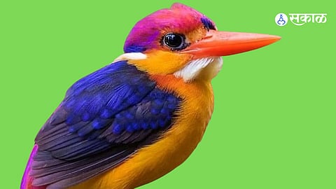 king fisher