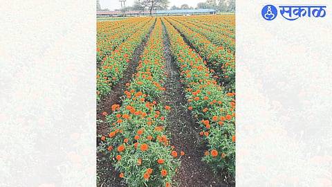 Blooming flower garden in the background of Vijayadashami