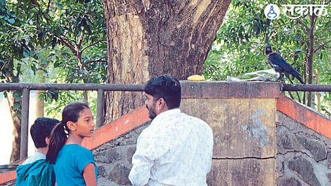 pitru paksha 2023 people not getting crow for pind daan nashik news