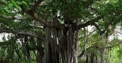 baniyan tree.jpg