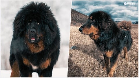 CRPF Dogs