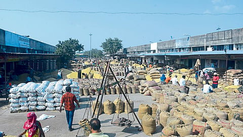 kharif crop soybean arrive in market soybean rate farmer agriculture amravati