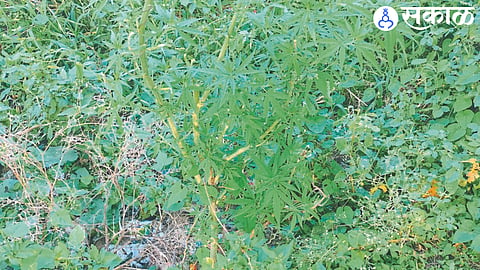 Illegal Cannabis Plantation Seized in Junnar: 62-Year-Old Farmer Booked