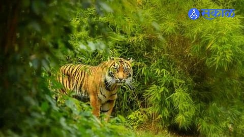 tiger