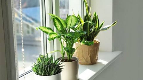 Plant New Plant