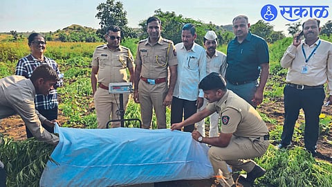 Assistant Inspector Jayesh Khalane and colleagues while seizing ganja.