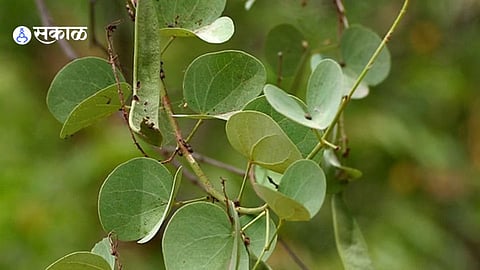 aptyach paan
