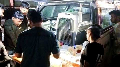 Monkey Rescue Operation