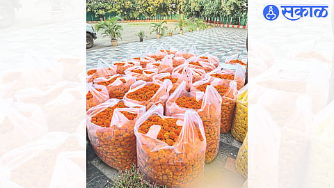 Marigold flowers picked from the farm to send to the market