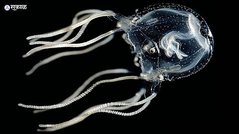 Box Jelly Fish