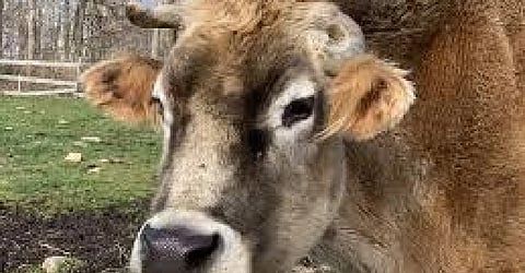 infection from animals to humans