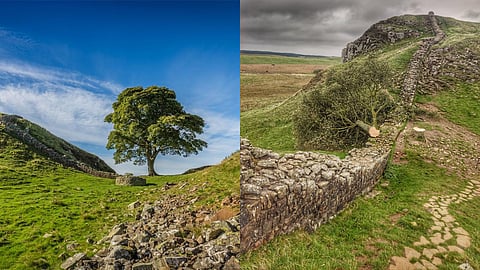 Old Tree In England