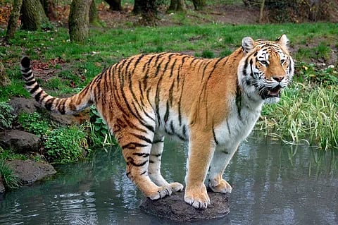 pench