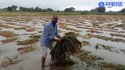 rice crop unseasonal damage file photo