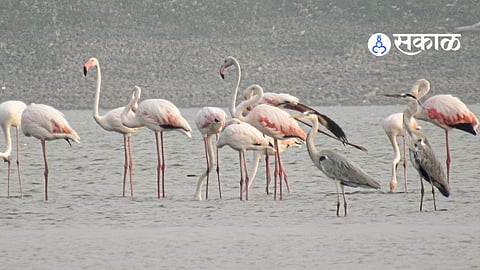 Flamingo Birds
