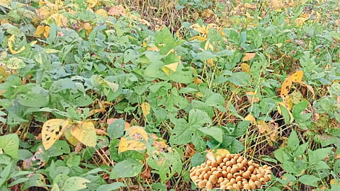 Soybean