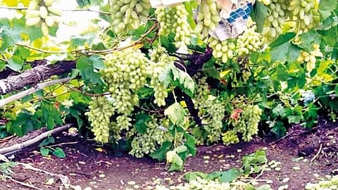 Crop Damage Due To Heavy Rain in Sangli