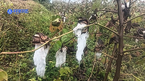 Akola: अकोल्यात अवकाळी पाऊस आणि वादळामुळे पिकांचे नुकसान तर २० मेंढ्या दगावल्या
