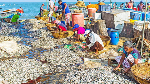 Konkan Fish Market