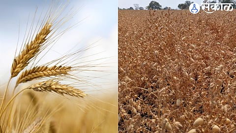 Wheat and Harbhara Crop