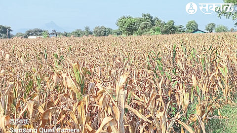 Due to lack of rain, dried maize became fodder