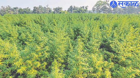 A field of cannabis in full bloom in Turi's field