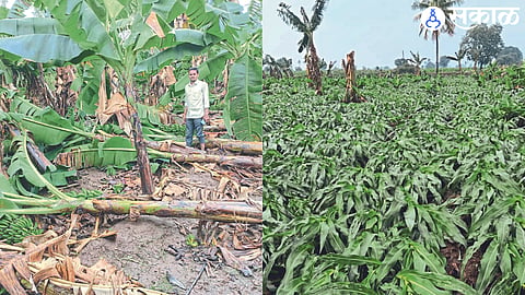 Banana crop in the field. Maize uprooted in the field due to the storm.
