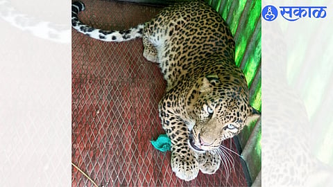 leopard of Nilavandi Shivara finally jailed