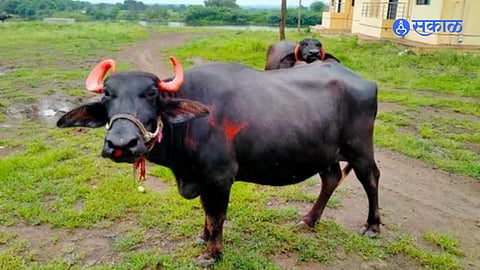 Baffalo: गोठ्यातल्या रेड्याने केला महिलेवर हल्ला; झाली गंभीर दुखापत