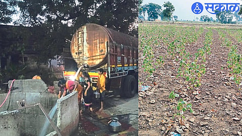 Women filling water from a tanker that came at night in the eastern area. Stunted growth of maize in the second photograph.